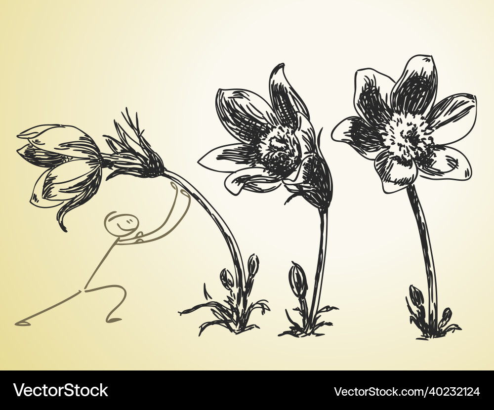 Hand drawn flower Royalty Free Vector Image - VectorStock