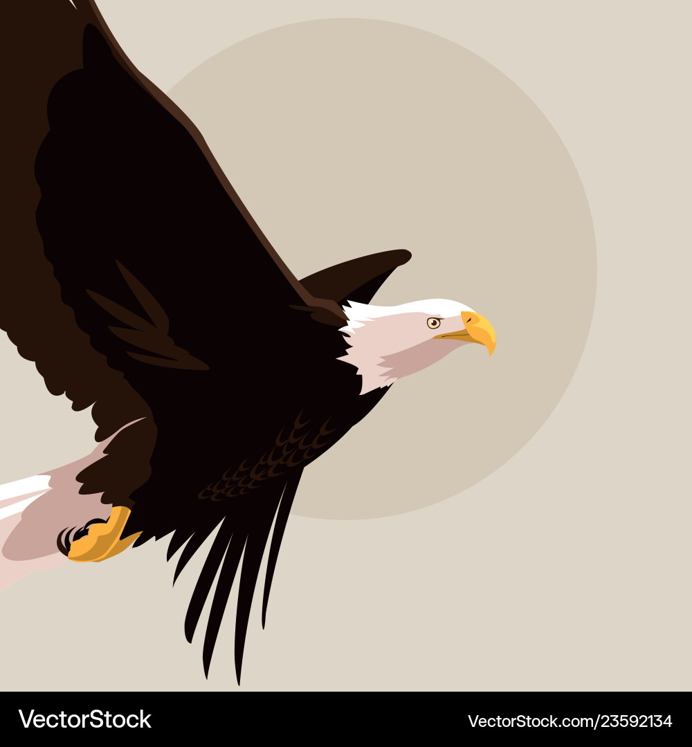 Bald eagle bird flying Royalty Free Vector Image