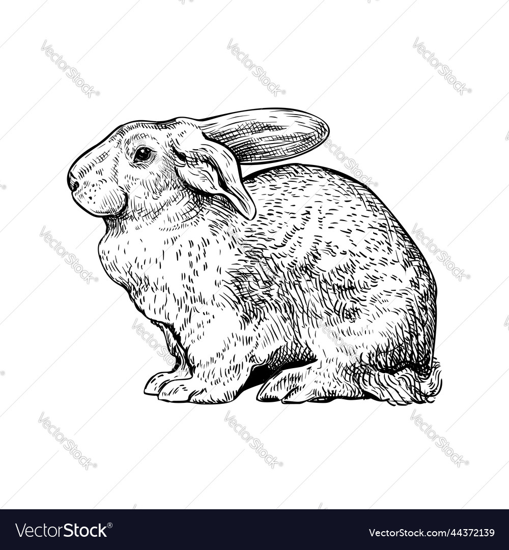 Rabbit hand drawn sketch 1 Royalty Free Vector Image