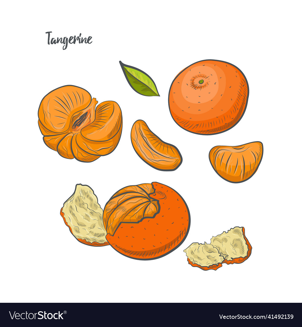 Tangerine fruit sketch Royalty Free Vector Image