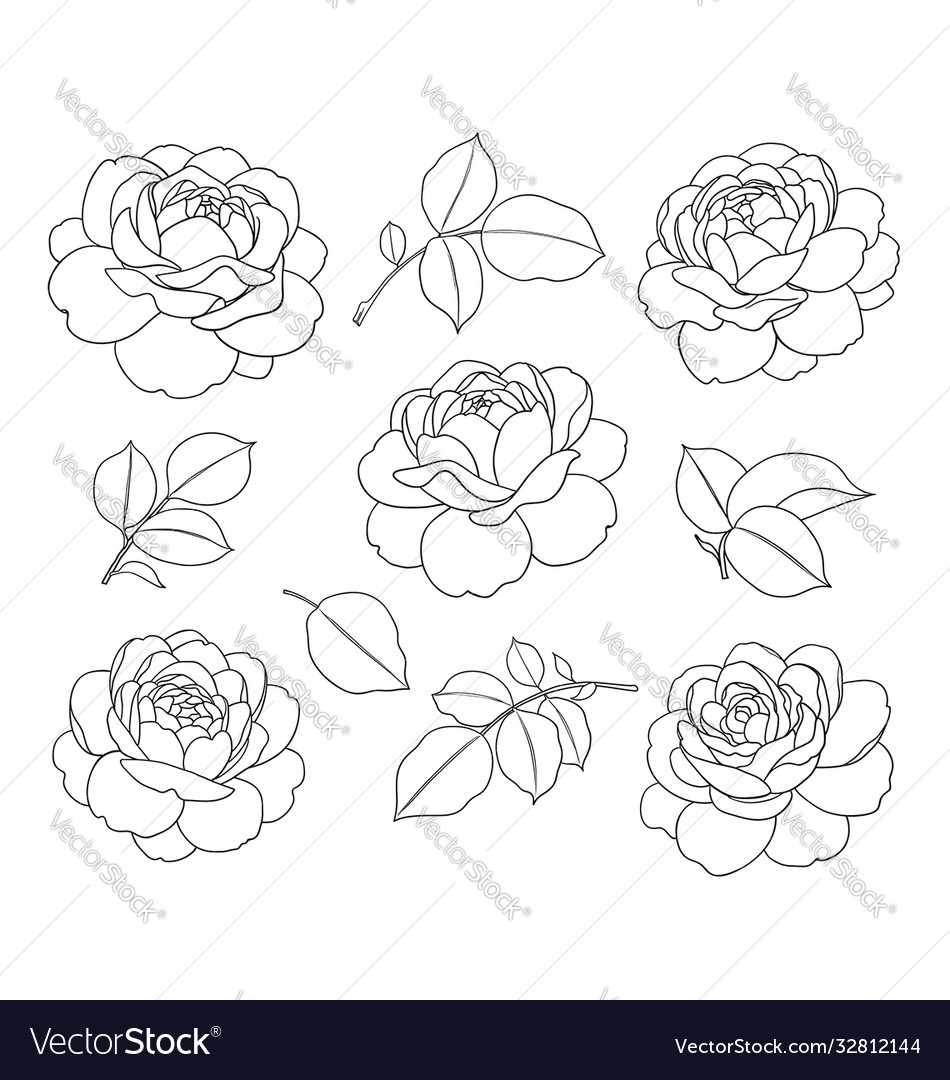 Contoured simple rose flowers and leaves set Vector Image