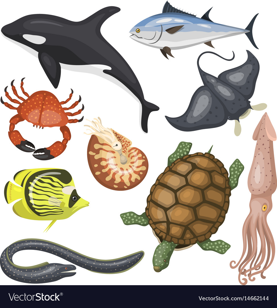 Different Types Of Sea Animals