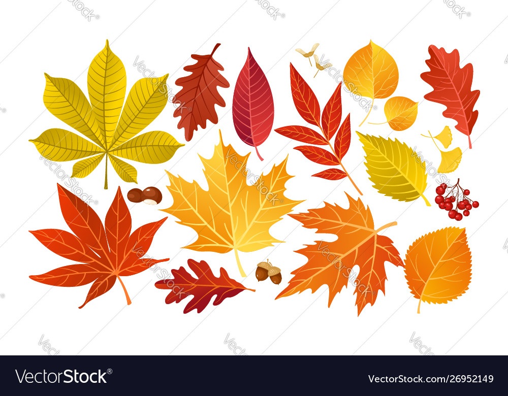 Fall autumn leaves Royalty Free Vector Image - VectorStock