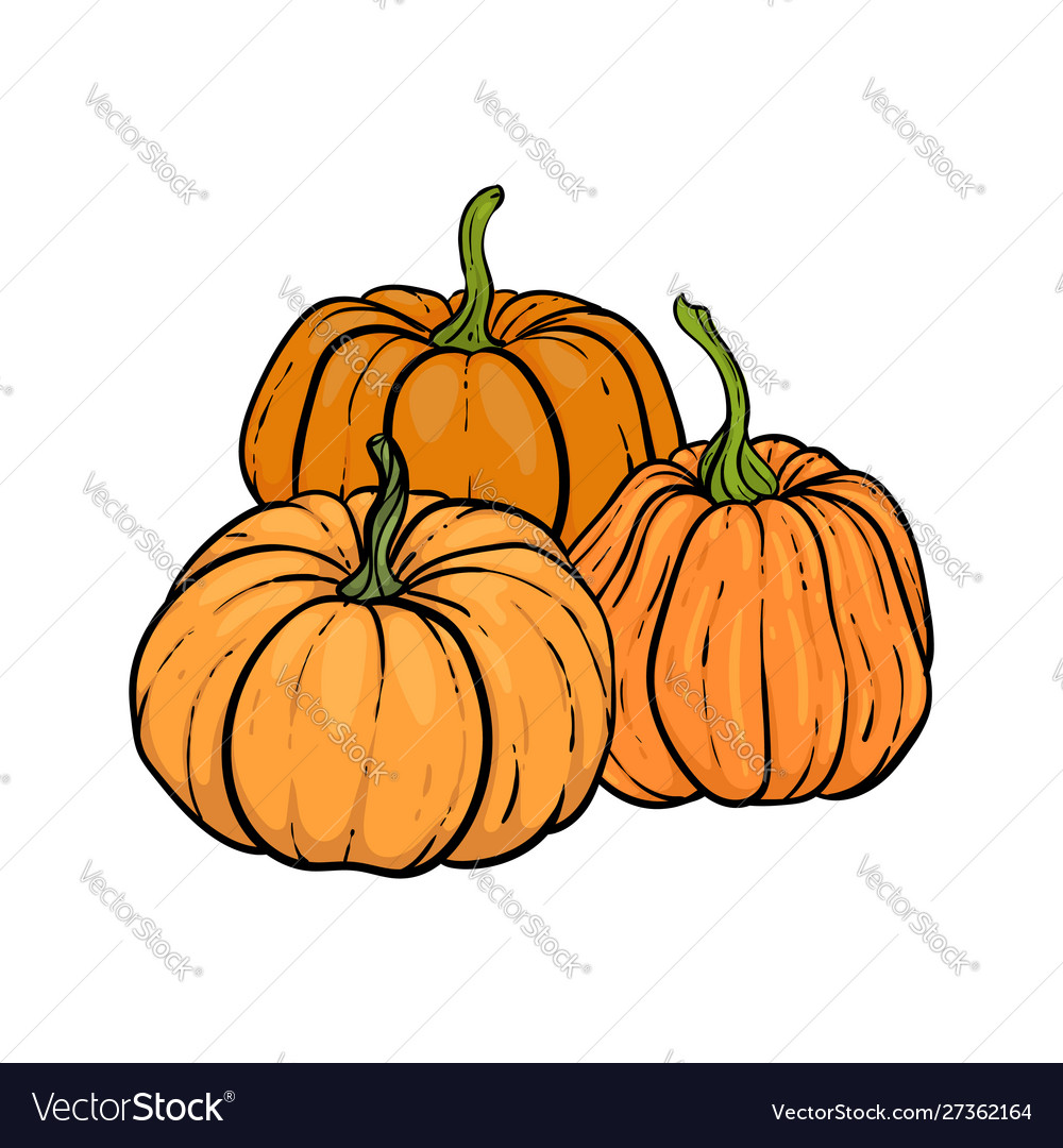 Decorative orange pumpkins hand drawn sketch vector image Decorative orange pumpkins hand drawn sketch