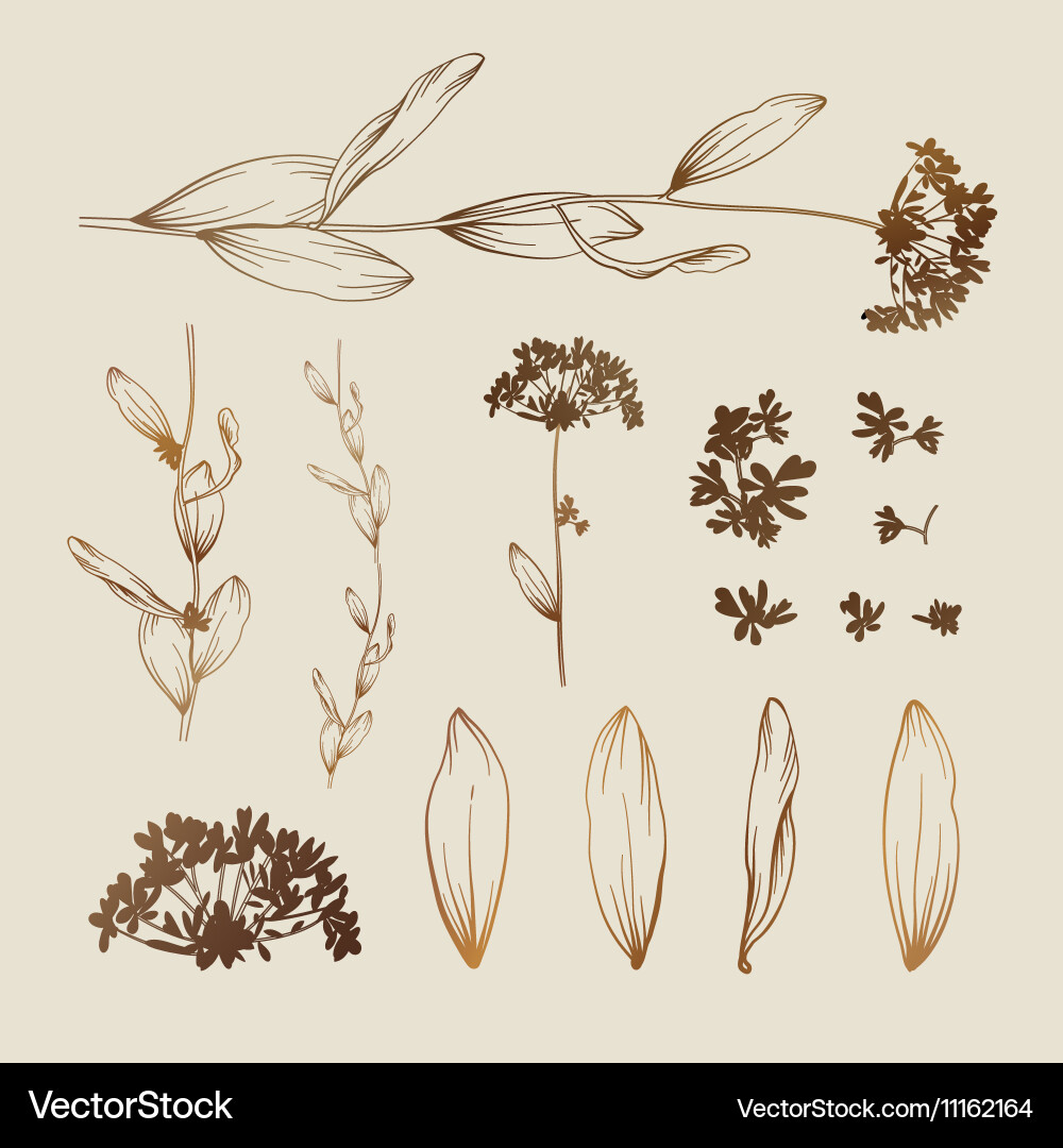 Floral elements for design Royalty Free Vector Image