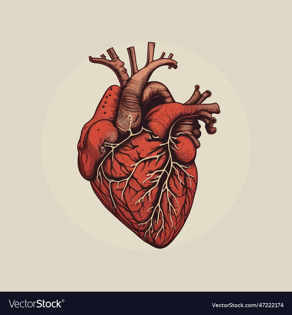 Human heart with veins and arteries in vintage Vector Image