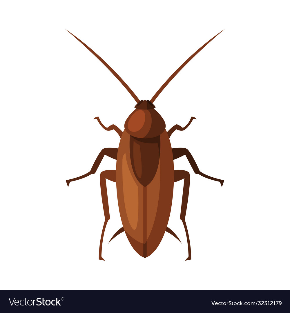 Red cockroach insect pest control and Royalty Free Vector