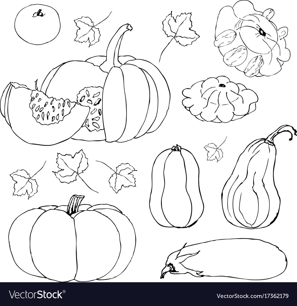 Sketch Pumpkin Doodle Pumpkins Hand Drawn Vector Image 9987