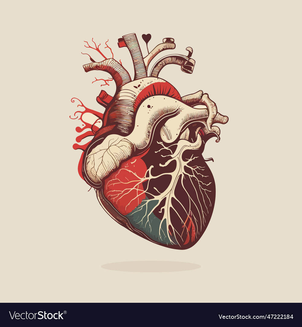 Human heart with veins and arteries in vintage Vector Image