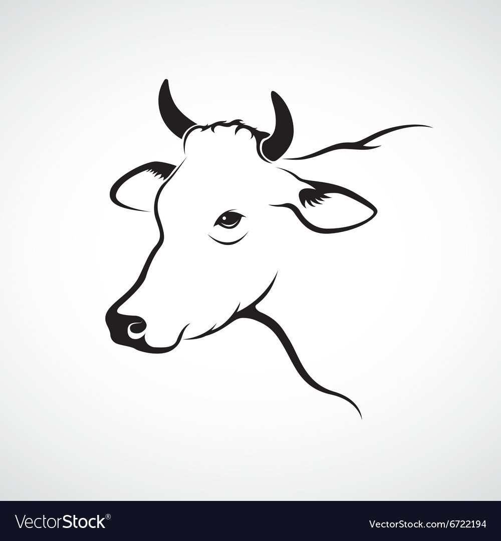 Image an cow head Royalty Free Vector Image VectorStock