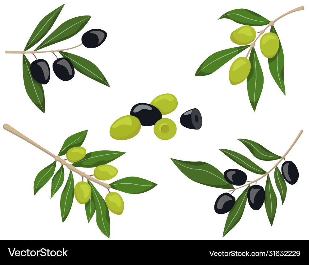 Set olive branches Royalty Free Vector Image - VectorStock