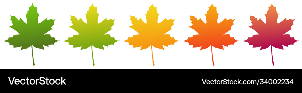 Maple leaf isolated on white background Royalty Free Vector