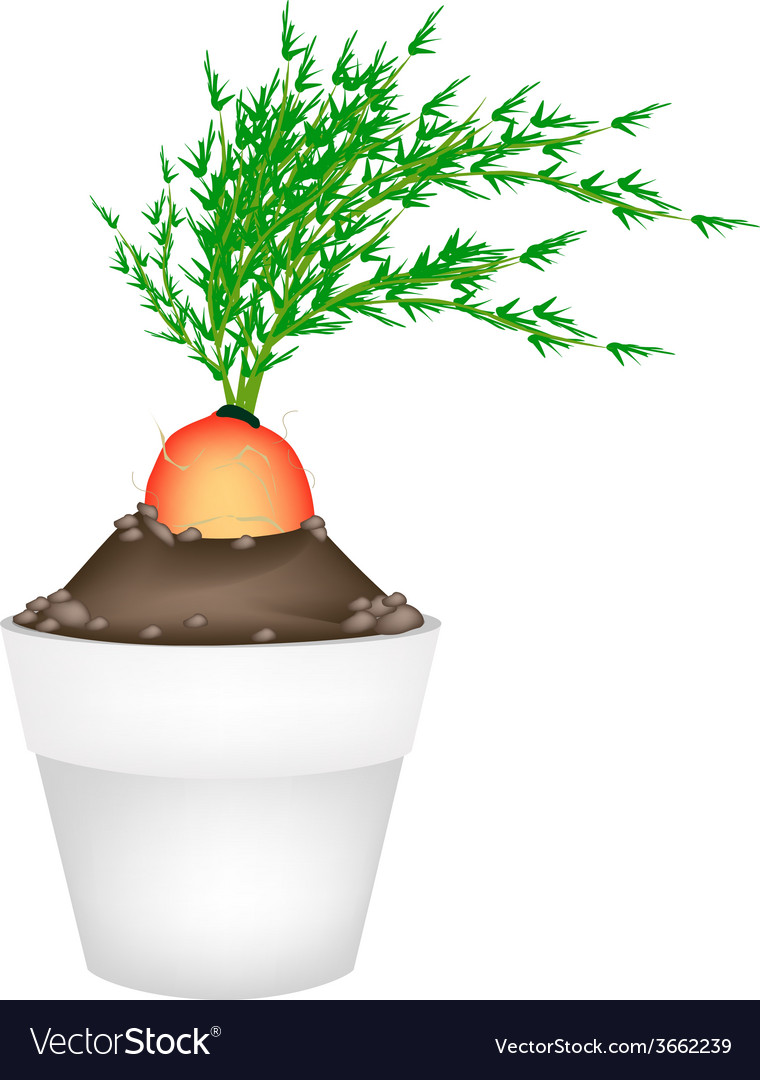 Fresh Orange Carrot In Ceramic Flower Pots Vector Image
