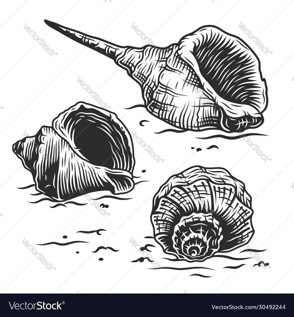 Seashell mollusk underwater animal coast wild life