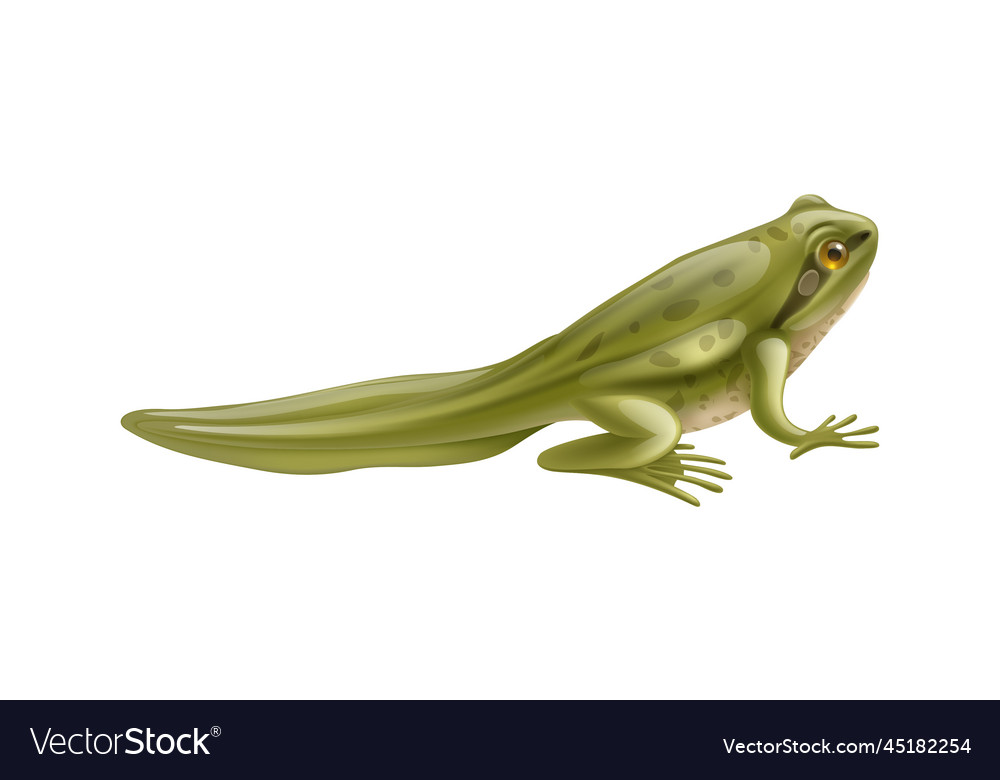 Young Frog Tadpole Composition Royalty Free Vector Image