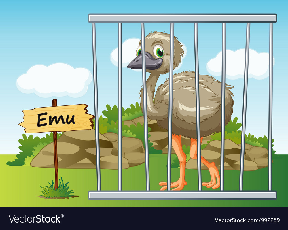 Cartoon zoo emu Royalty Free Vector Image - VectorStock Cartoon zoo emu Royalty Free Vector Image - VectorStock