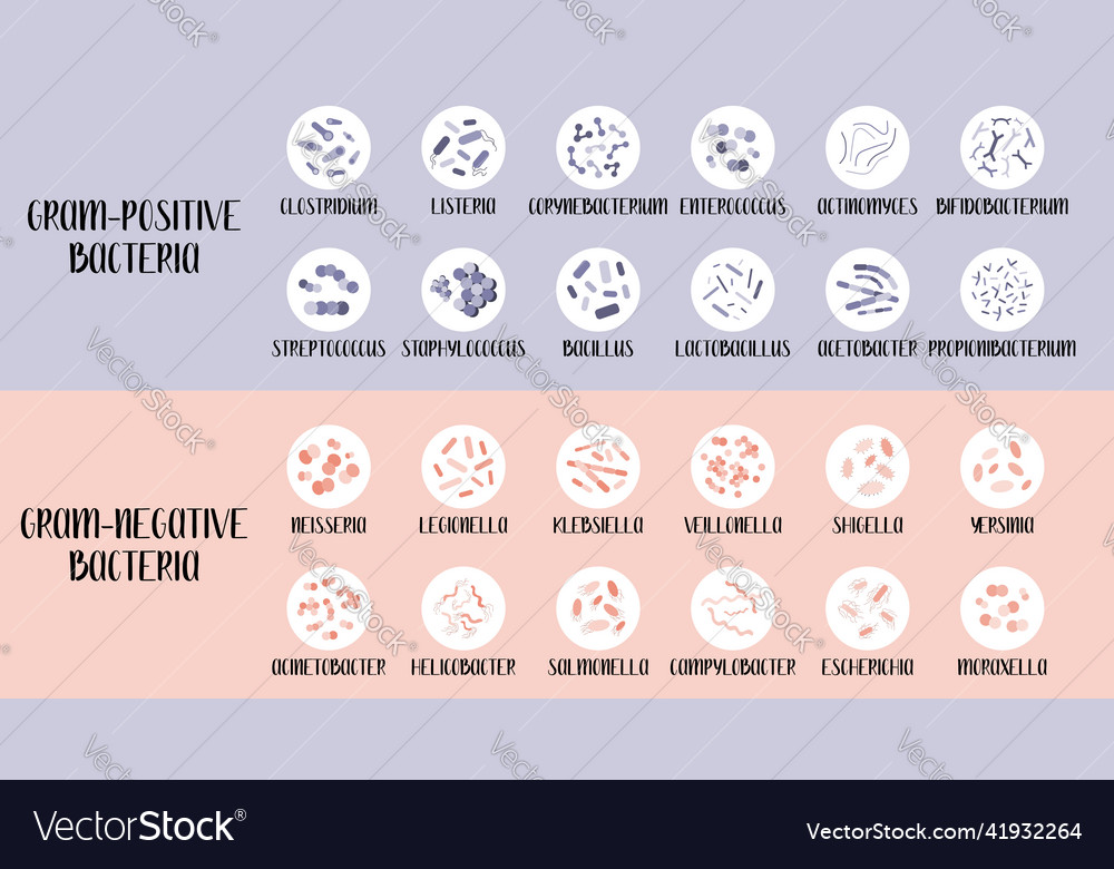 Gram-positive and gram-negative bacteria bacteria Vector Image