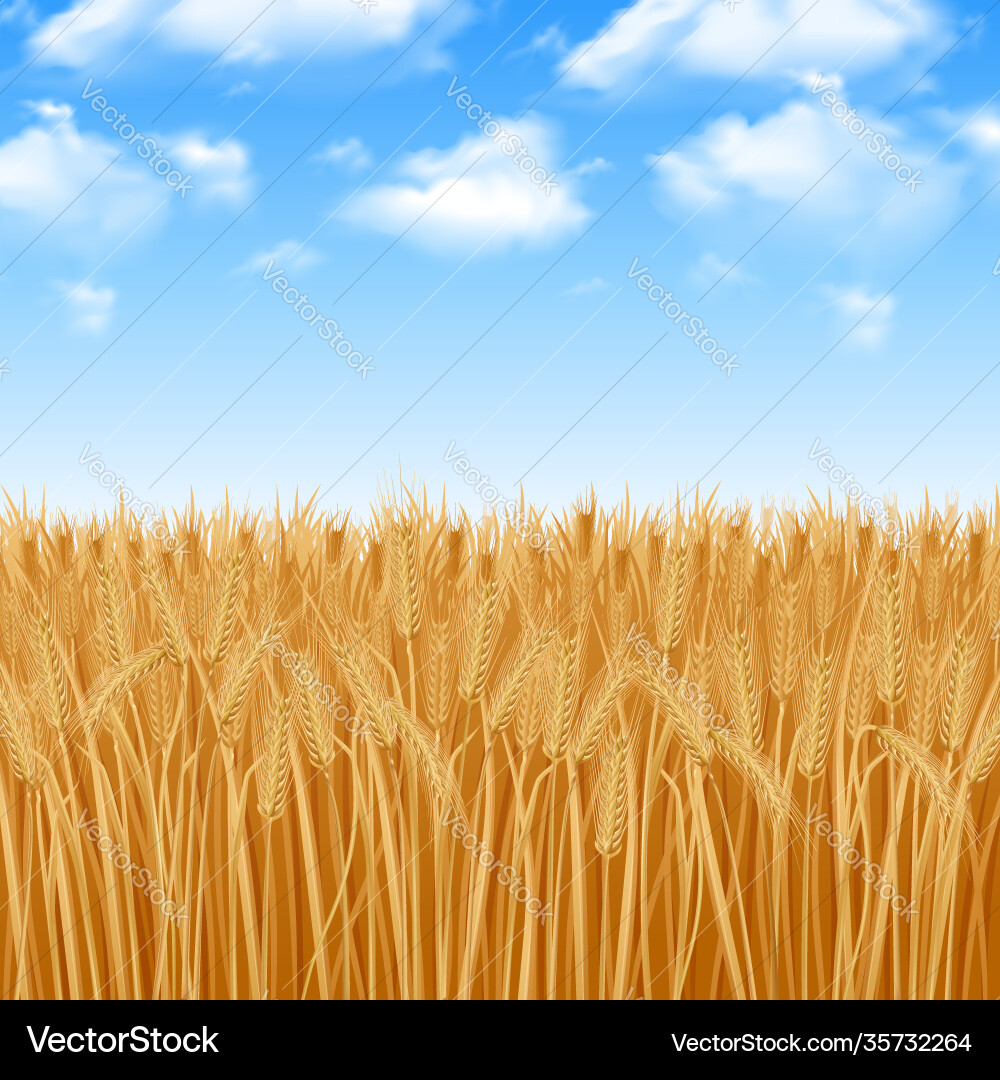 Wheat field background Royalty Free Vector Image