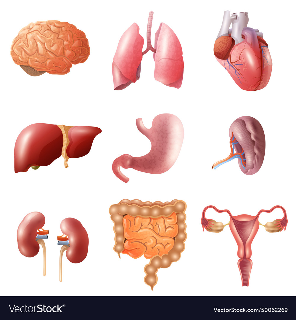 Human organs set Royalty Free Vector Image - VectorStock