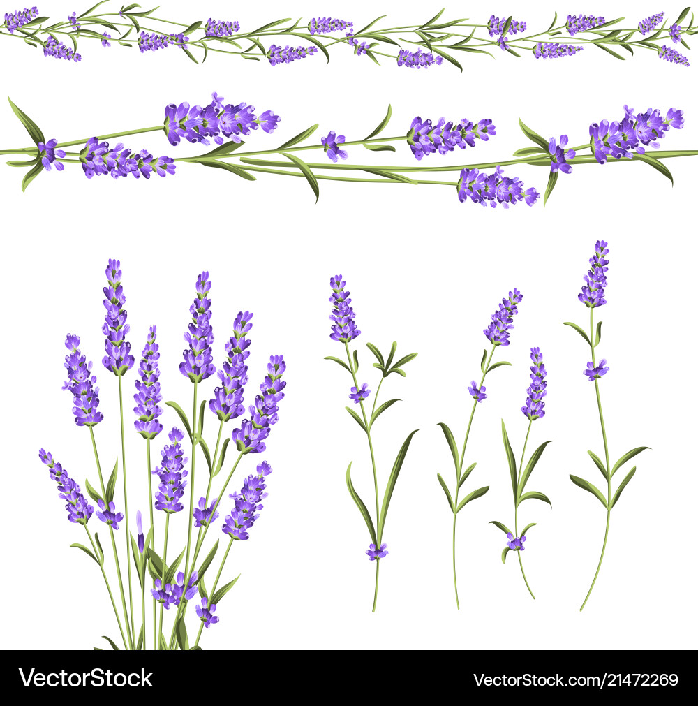 Set lavender flowers elements Royalty Free Vector Image