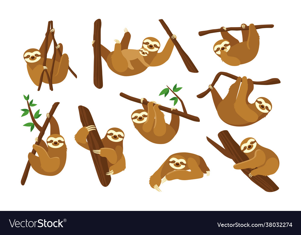 Cute sloth on branch flat pictures collection Vector Image