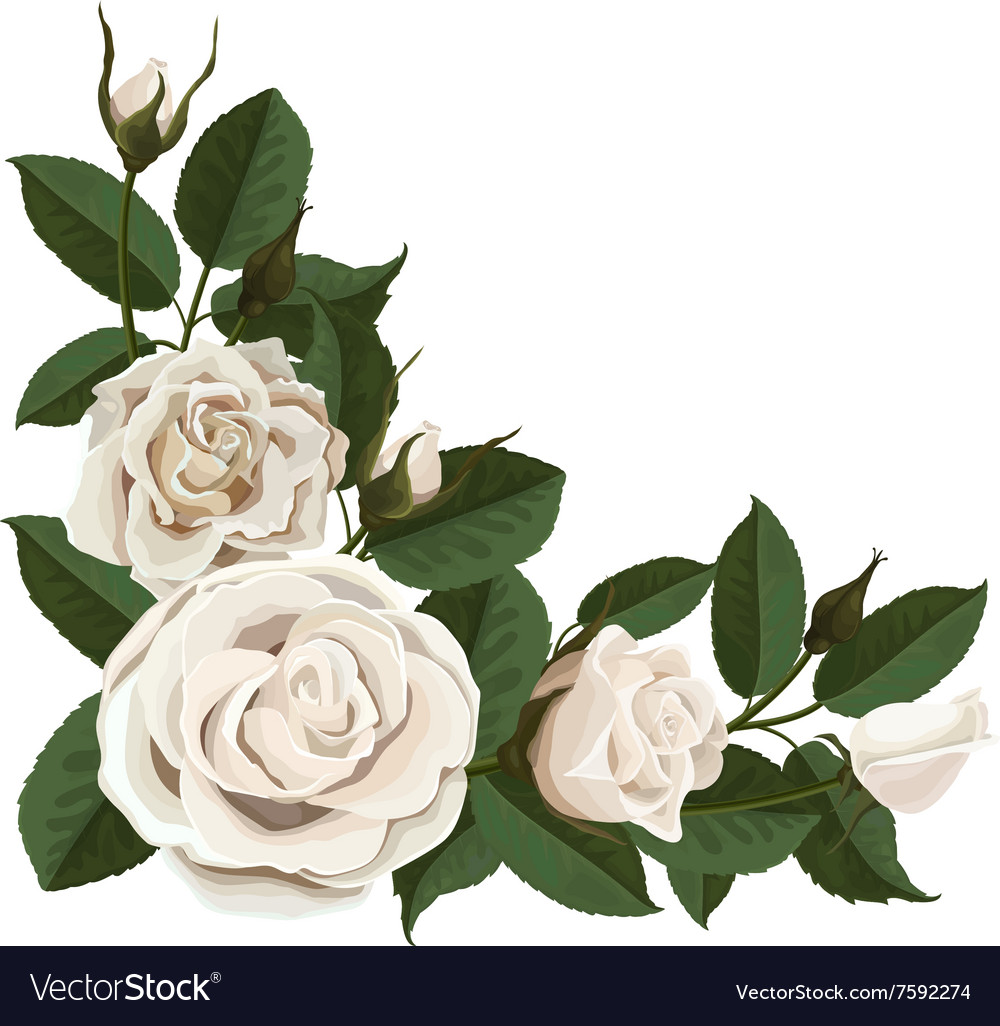 White rose buds and green leaves in corner Vector Image