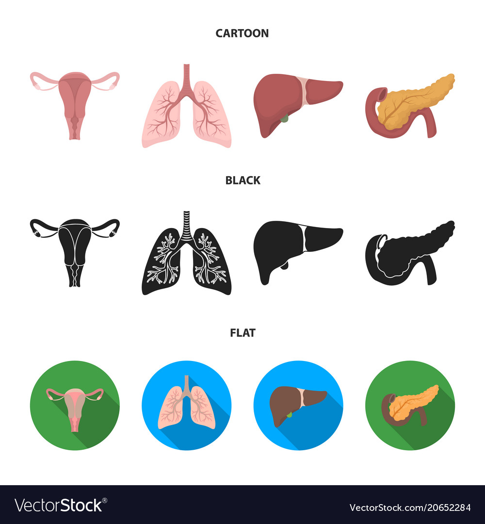 Uterus lungs liver pancreas organs set Royalty Free Vector