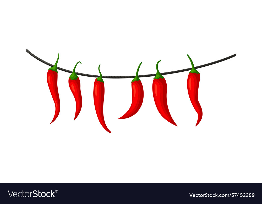 Hot chilly pepper hanging on rope isolated Vector Image