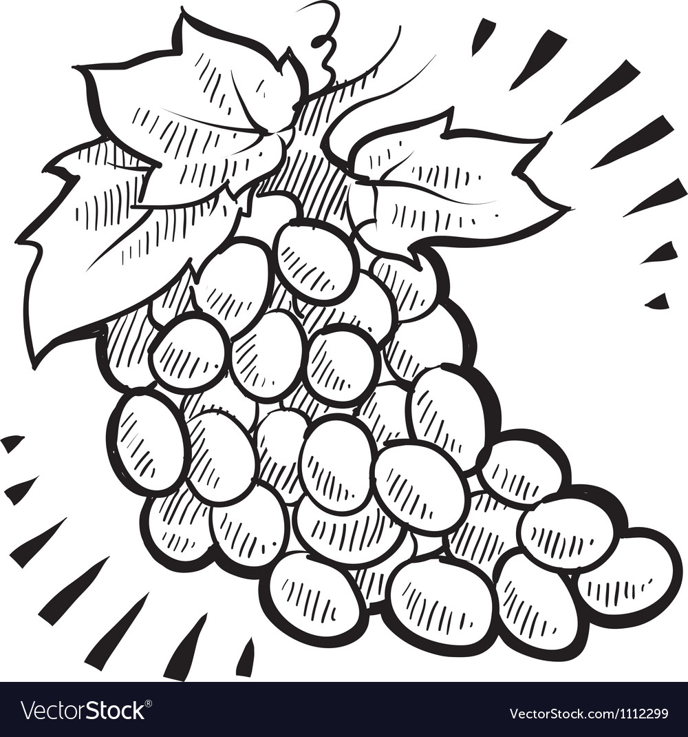 Doodle grapes Royalty Free Vector Image VectorStock