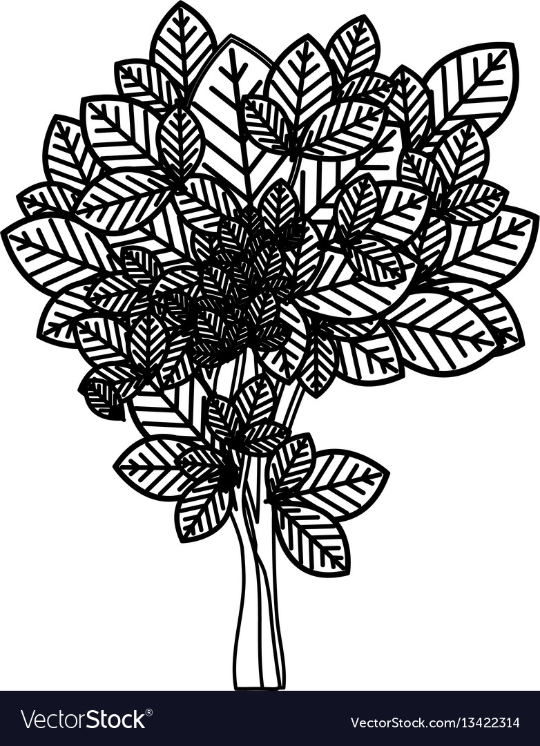 Sketch silhouette leafy tree with ramifications Vector Image