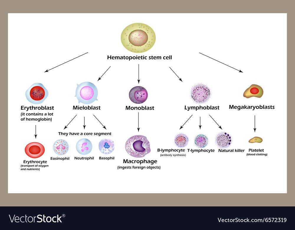 Stem cell The development of red blood cells Vector Image