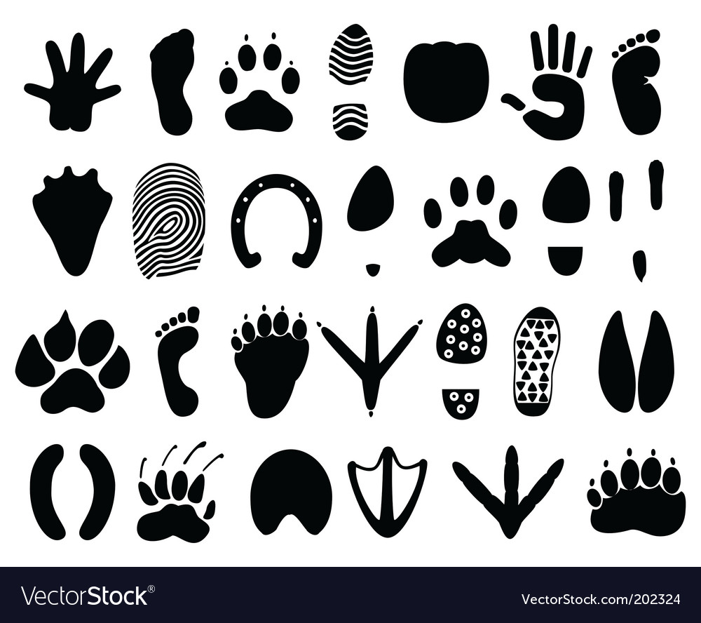 Download Animal tracks Royalty Free Vector Image - VectorStock