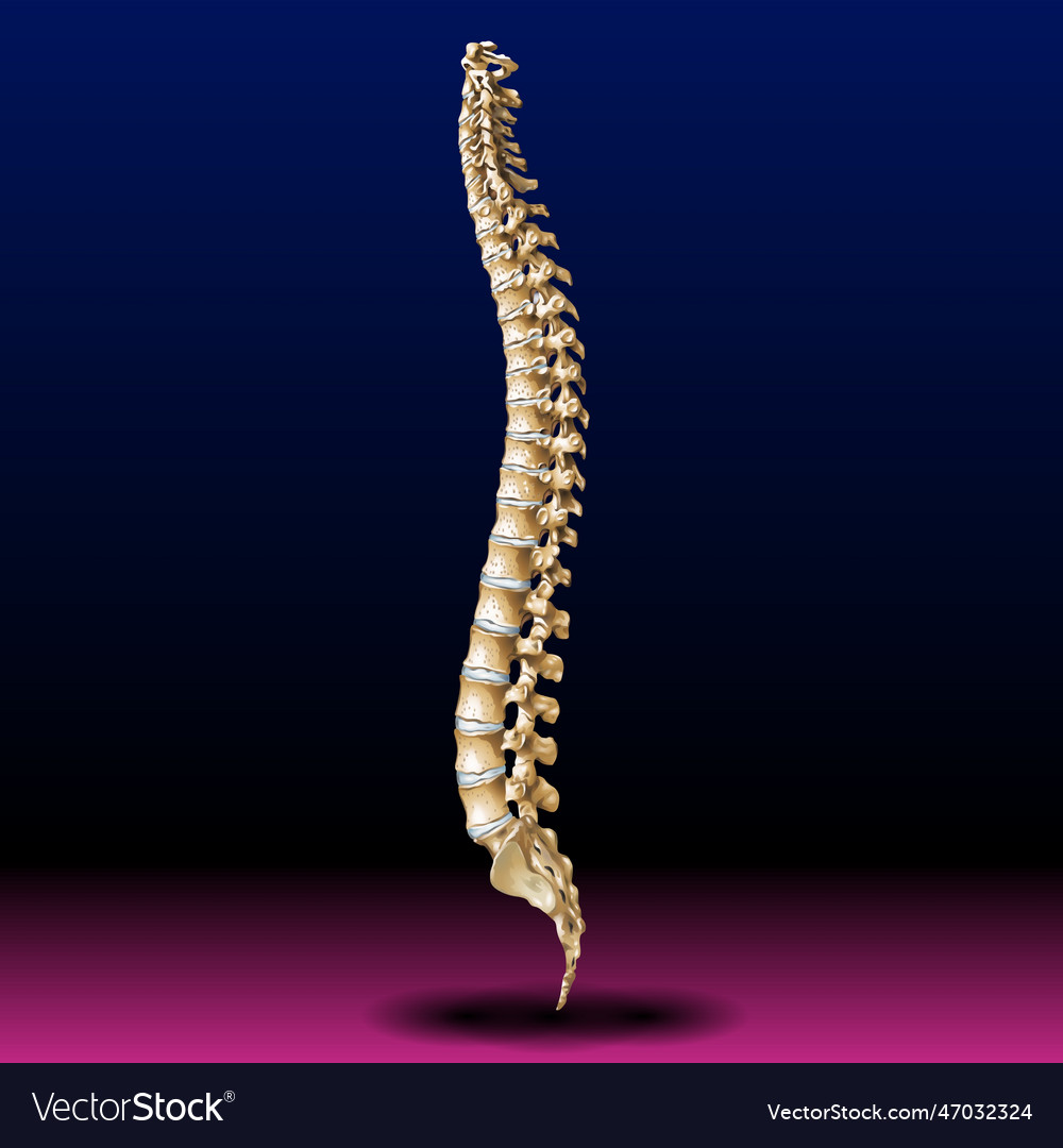 Back bone - vertebrae - spine - tailbone Vector Image