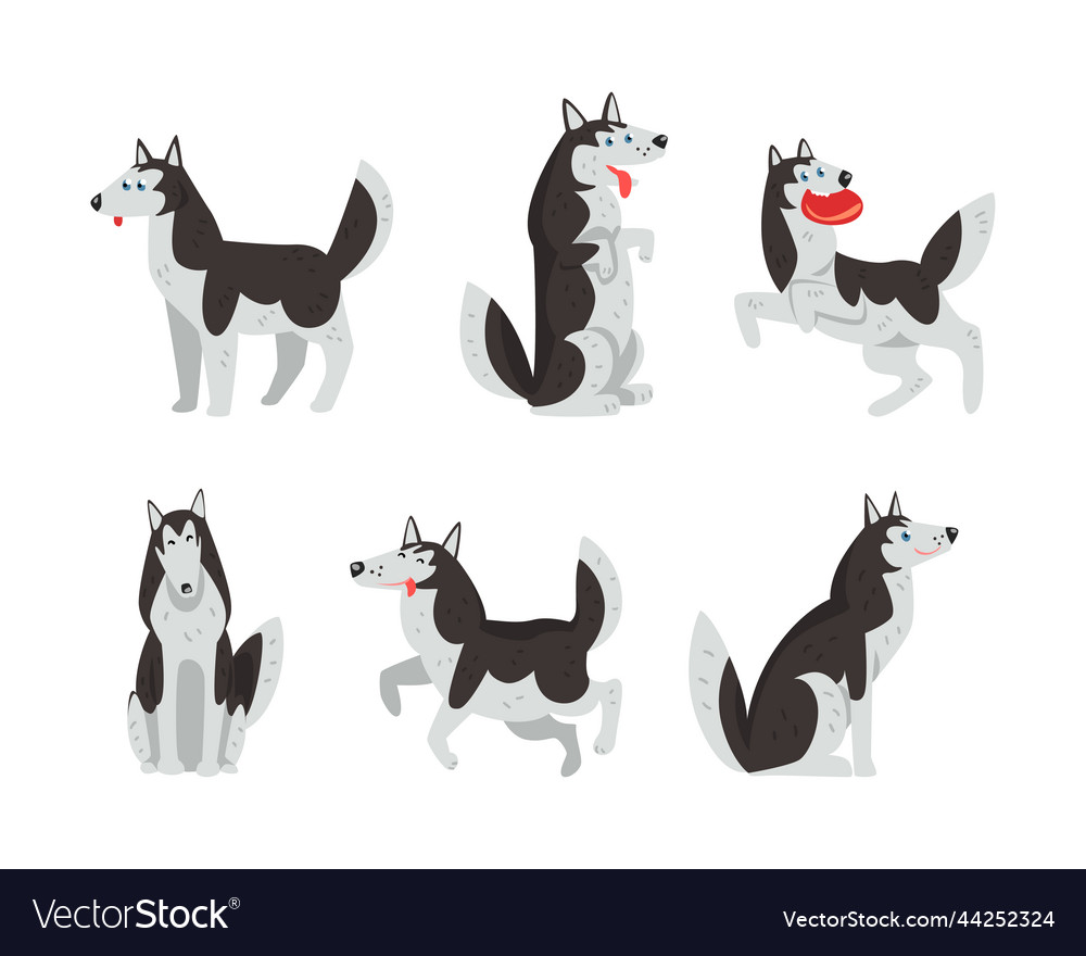 Siberian husky purebred pet in different poses Vector Image