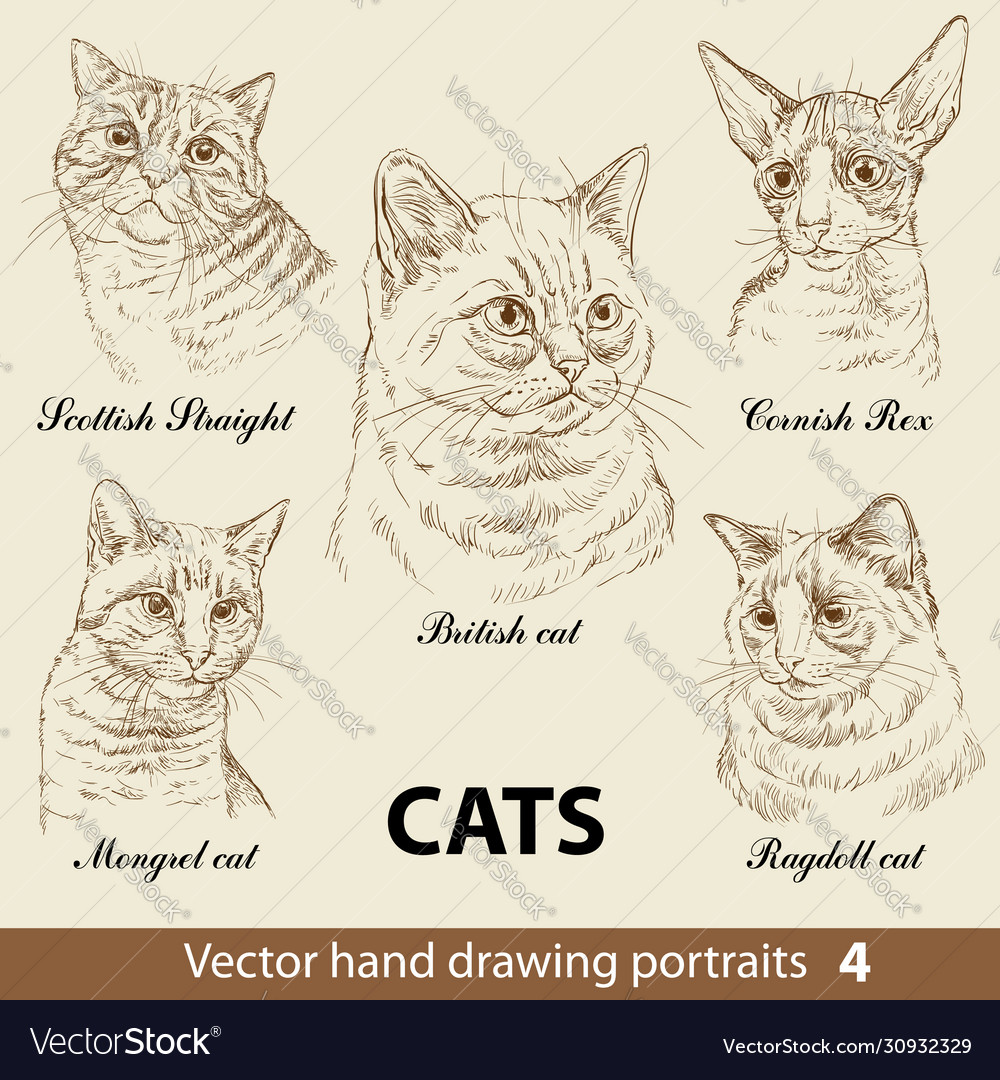 Set hand drawing cats 4 Royalty Free Vector Image