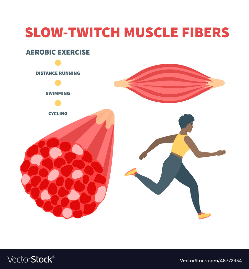 Slow twitch best sale muscle exercises