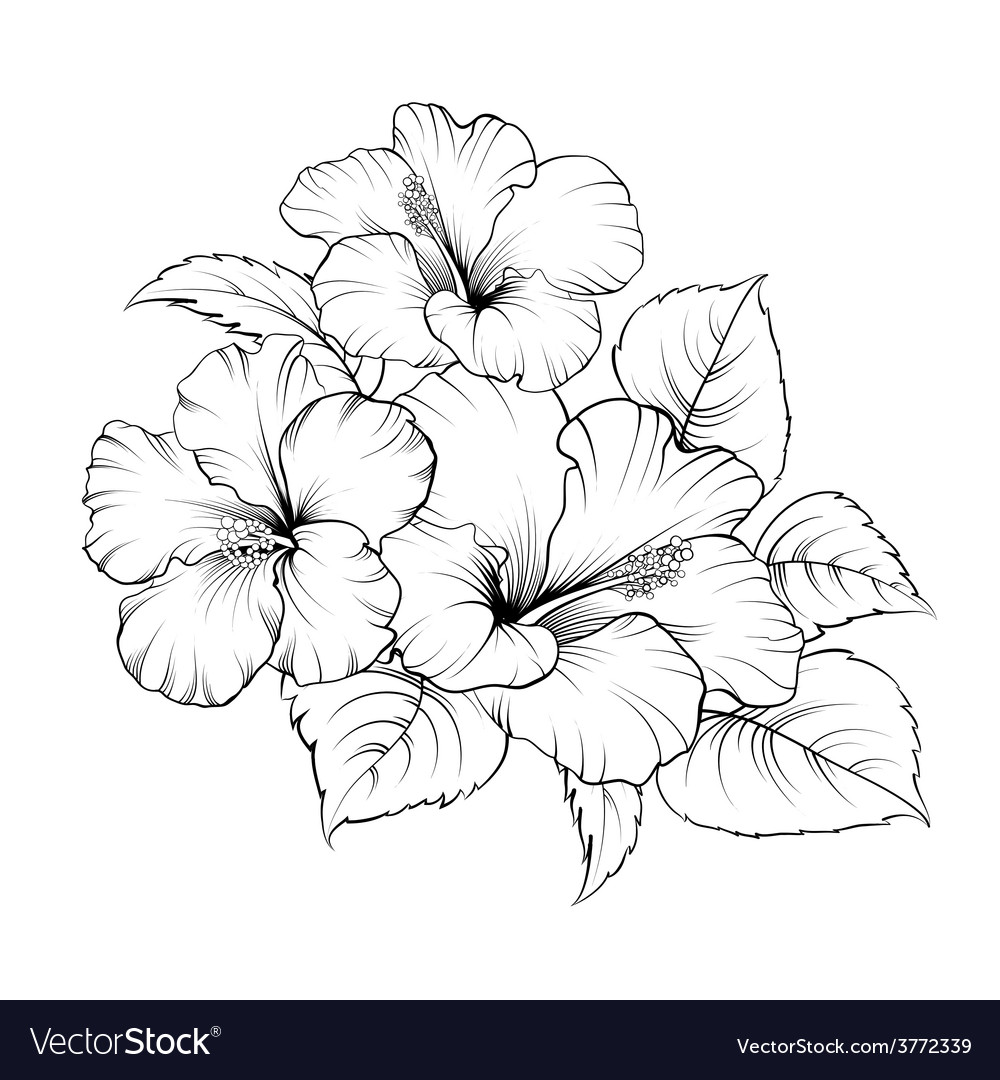 Flower of mallow Royalty Free Vector Image - VectorStock