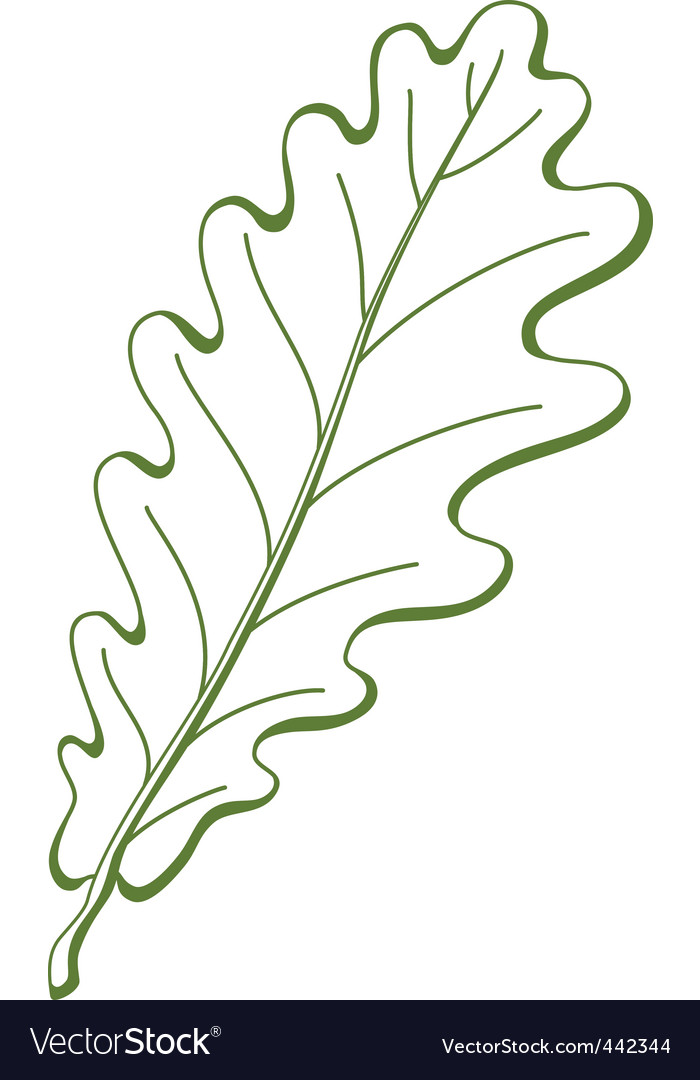 Leaf of oak tree Royalty Free Vector Image - VectorStock