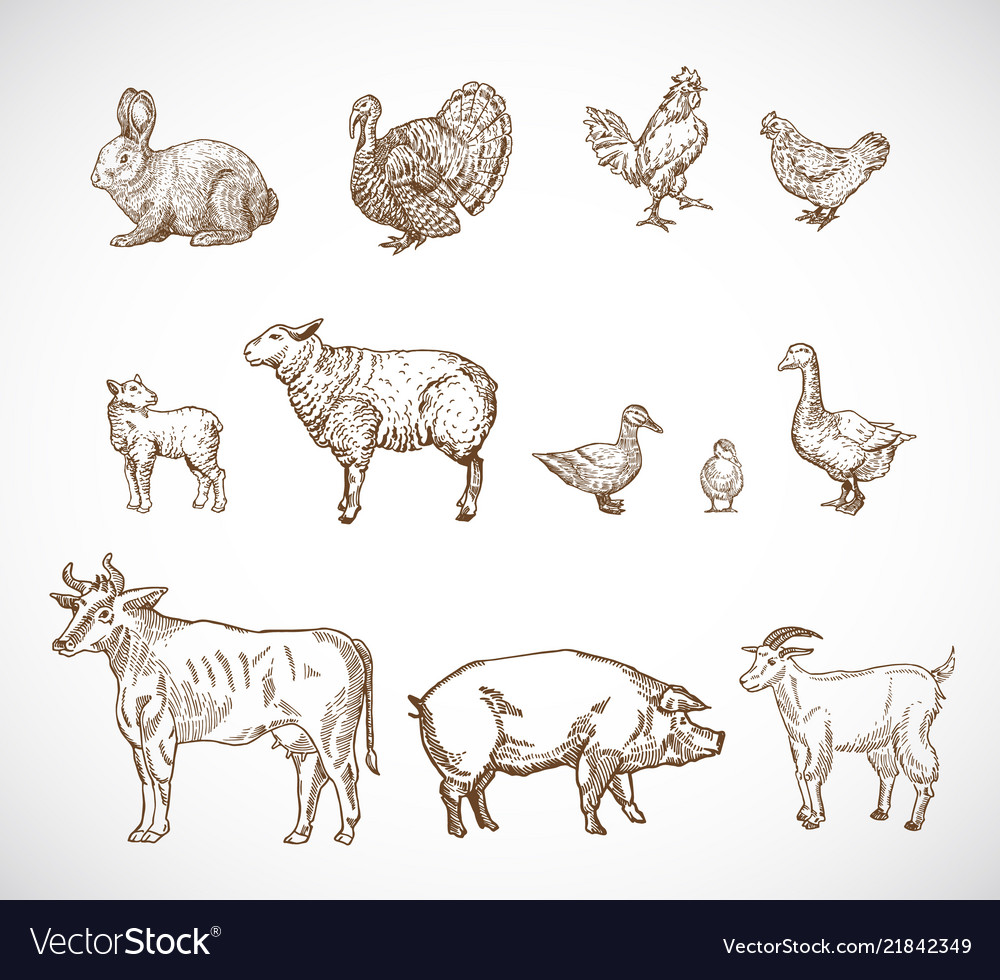 Hand drawn domestic animals set a collection of Vector Image