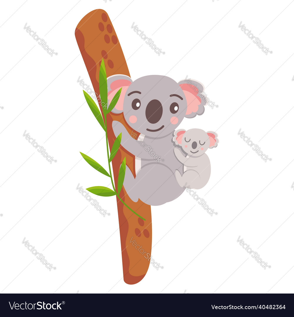 Mother and baby koala bear hanging on eucaliptus Vector Image