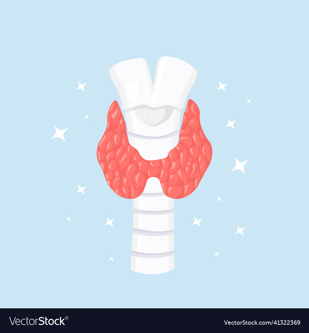 Healthy thyroid gland with trachea isolated Vector Image