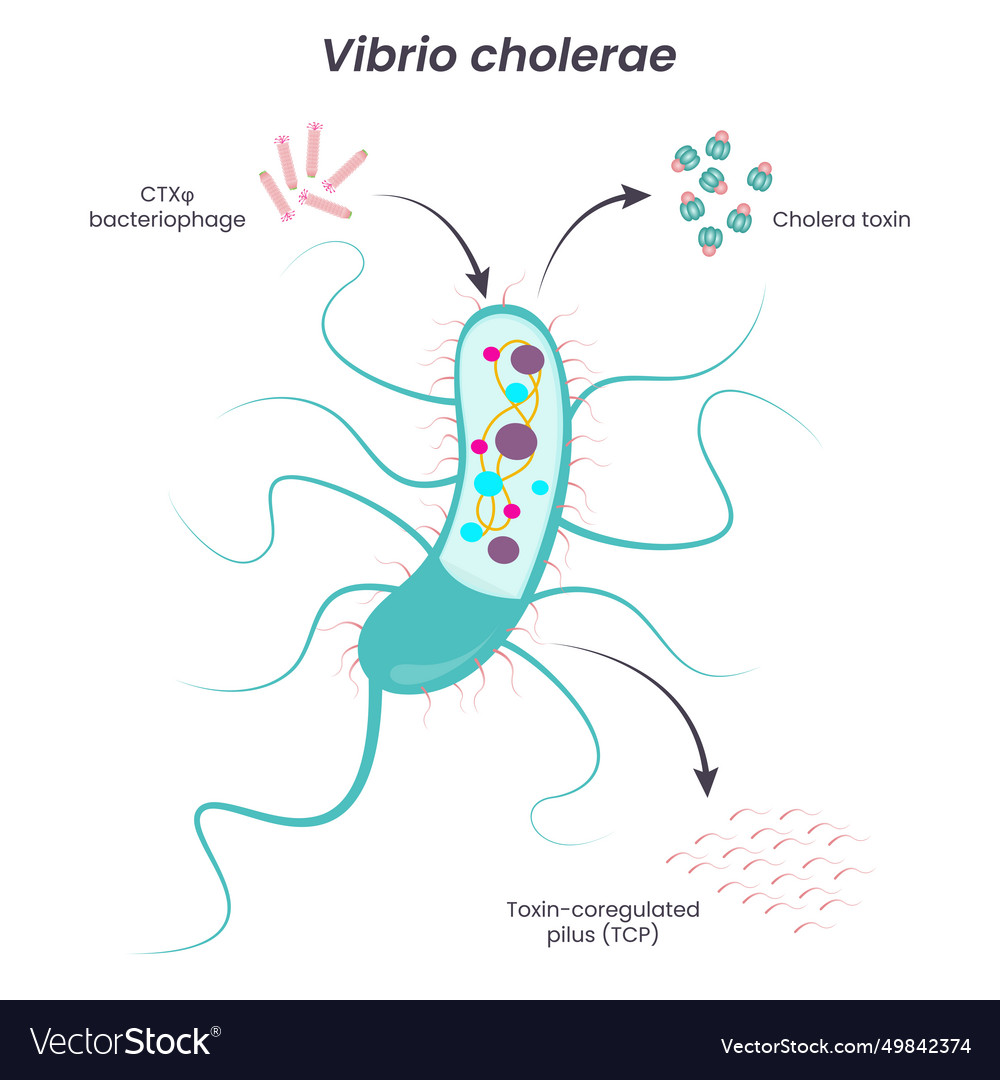 Vibrio Cholerae Diagram Royalty Free Vector Image 5062