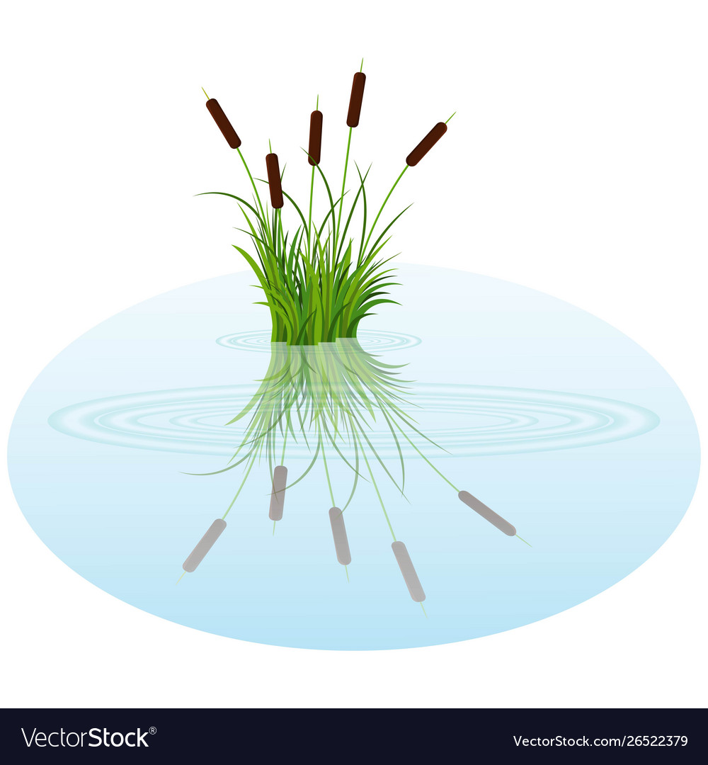 Bush reeds on water reeds reflected in Royalty Free Vector