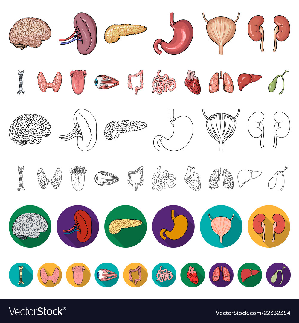 Human organs cartoon icons in set collection Vector Image