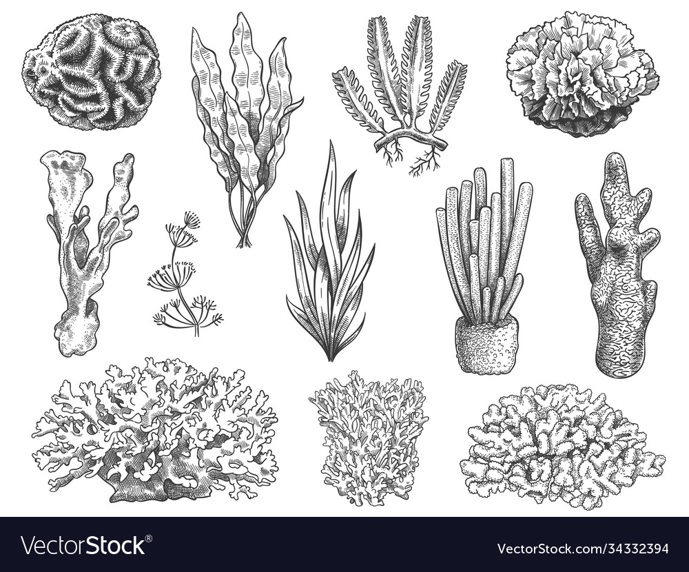 Sketch Seaweed Ocean Reef Coral And Water Plant Vector Image