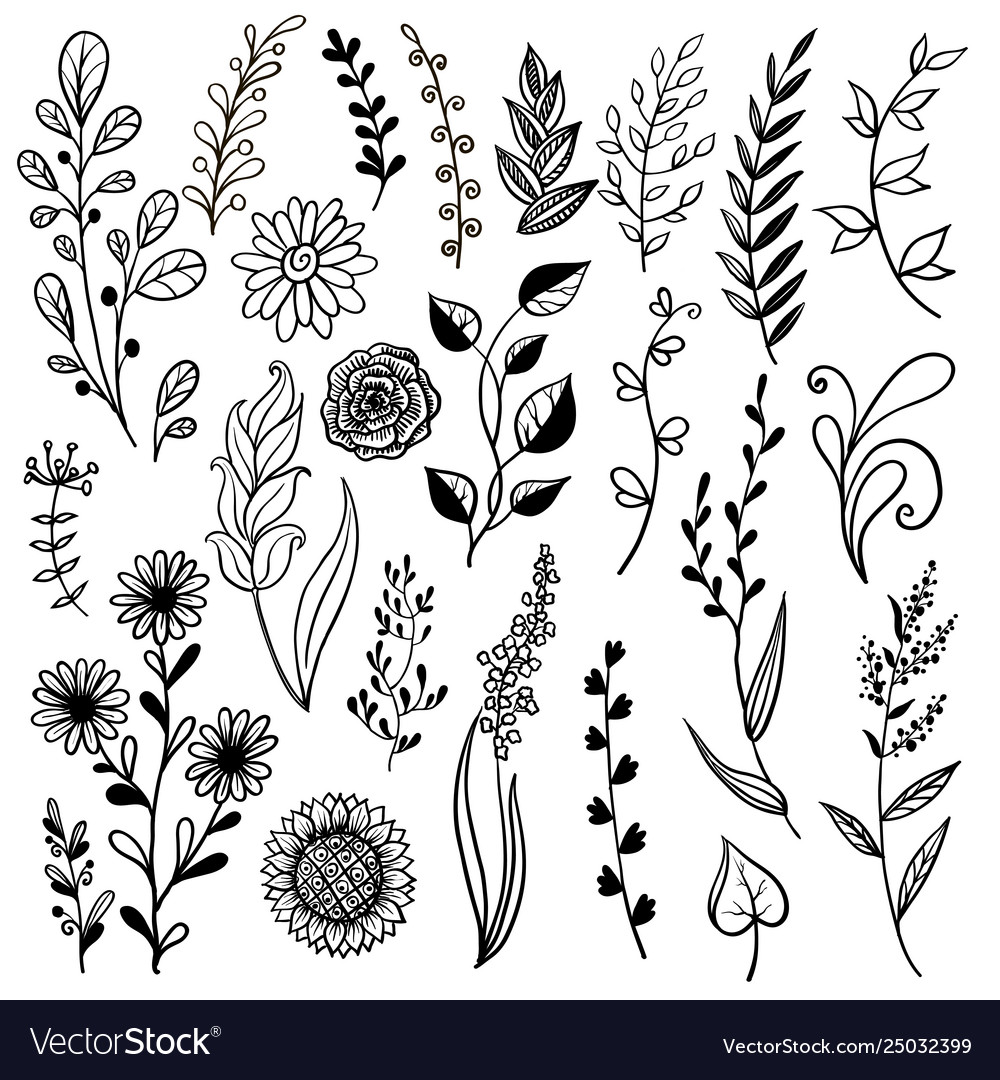 Hand drawn plant herb flowers vector image Hand drawn plant herb flowers