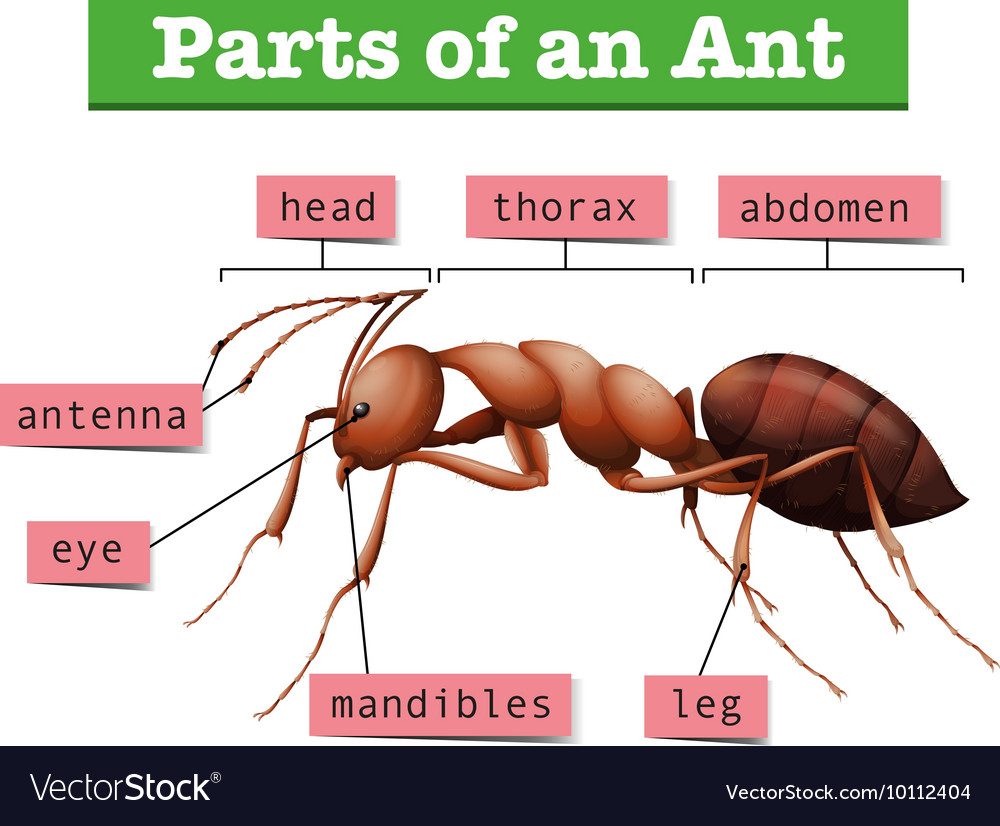 Diagram showing parts of ant Royalty Free Vector Image