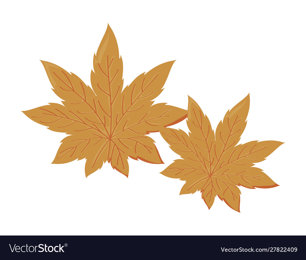 Beautiful autumn leaves on white background