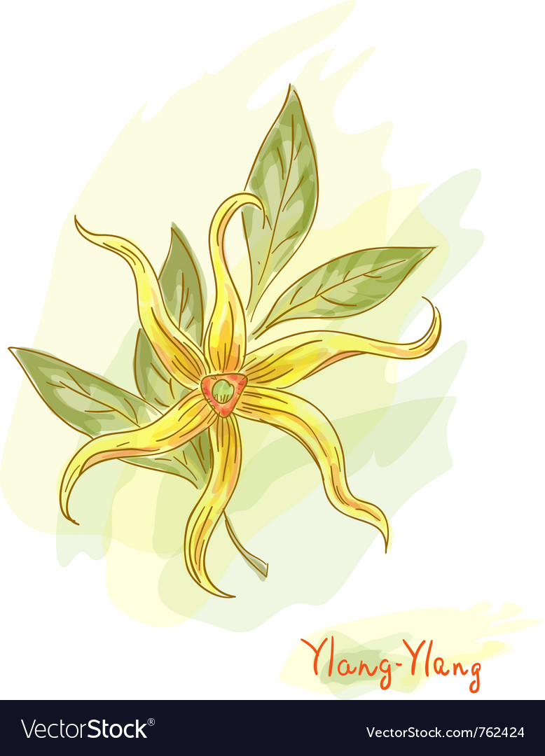 Tropical flower Royalty Free Vector Image - VectorStock
