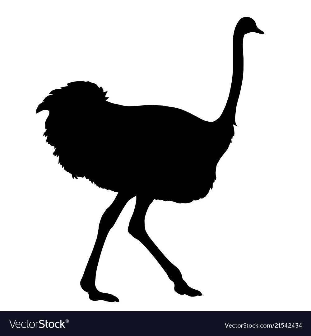 Download Silhouette running african ostrich black on white Vector Image